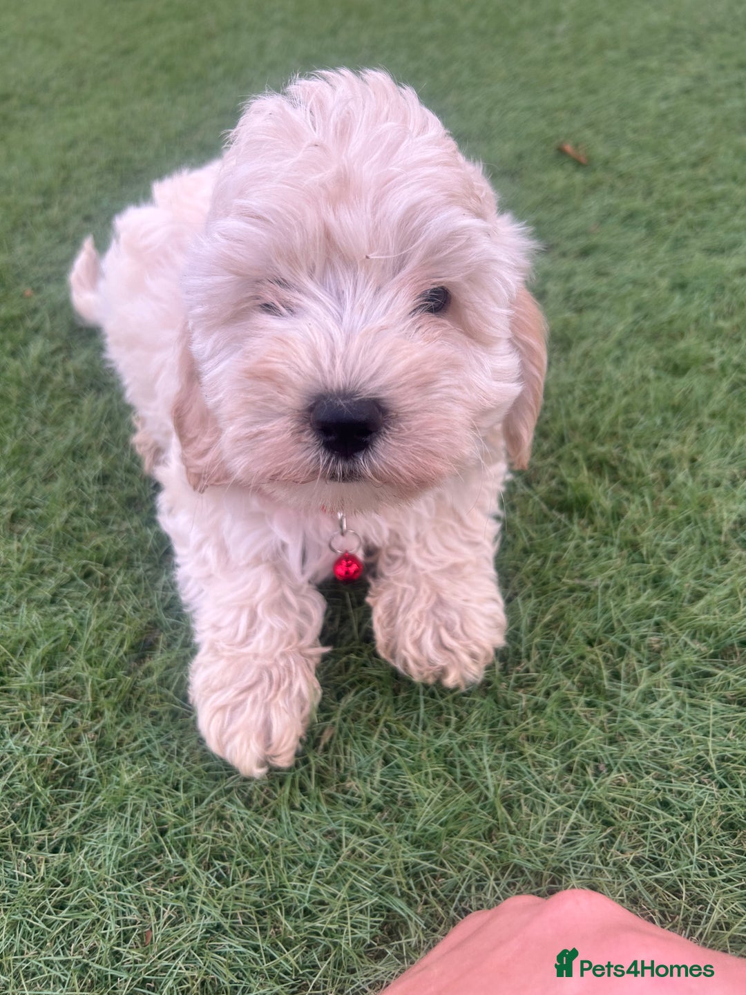 Cockapoo dogs for sale: F1B COCKERPOOS LOOKING FOR THERE FORVER HOME ❤️ - Image 10