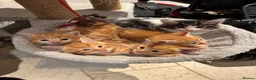 Mixed Breed cats for sale: Gorgeous Ginger & Fluffy Tabby Kittens - Advert 6