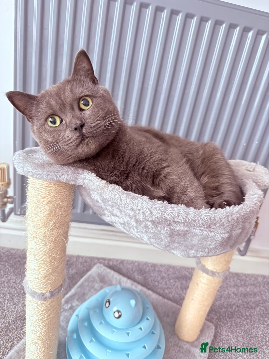 British Shorthair cats for sale: British Shorthair  in Southport - Advert 2