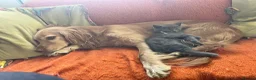 Mixed Breed cats for sale: 6 kittens. Mixed Maincoon and Persian  in Newbury - Advert 7