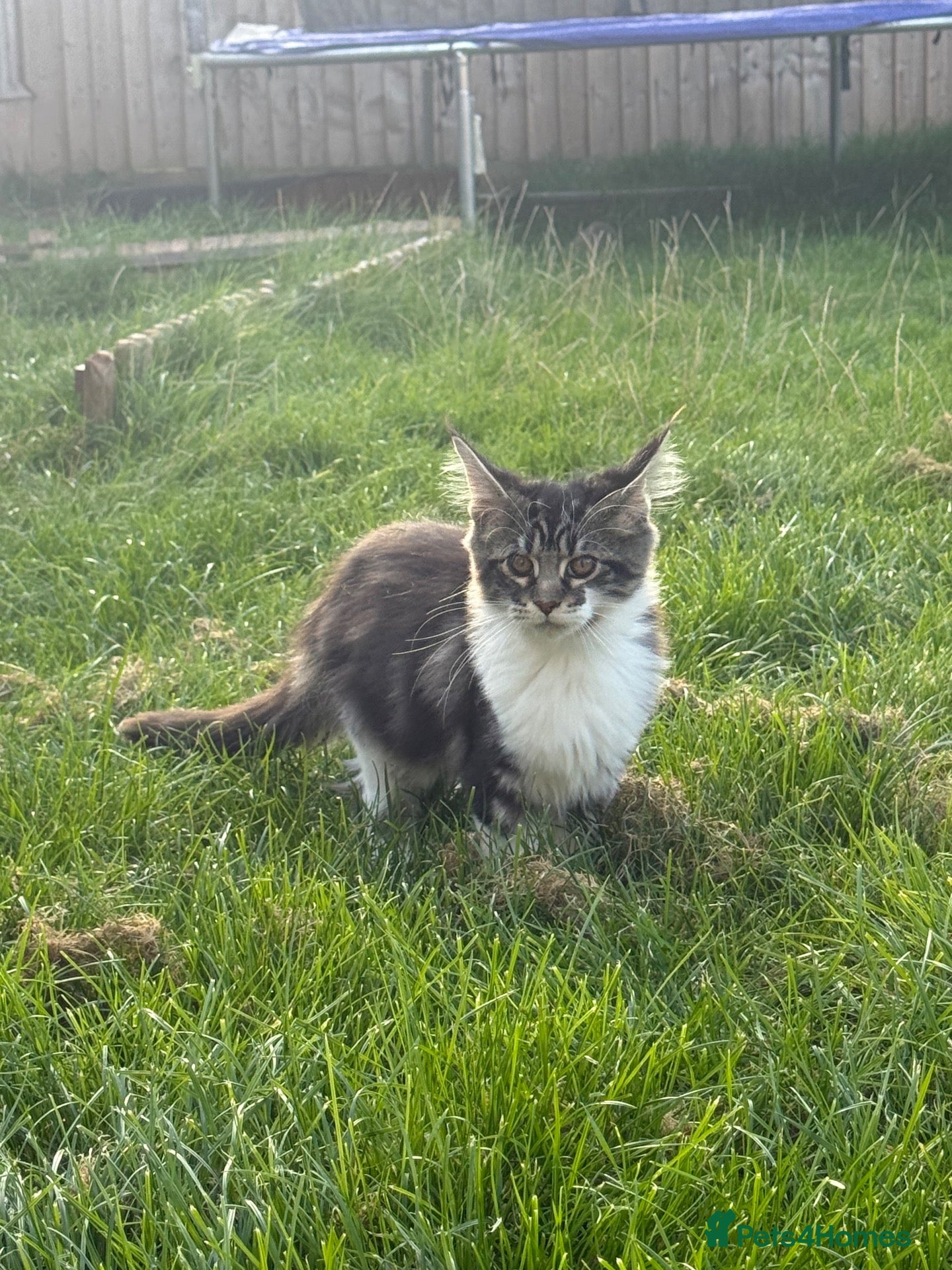 Maine Coon cats for sale: Beautiful Maine Coon Kitten - Advert 1