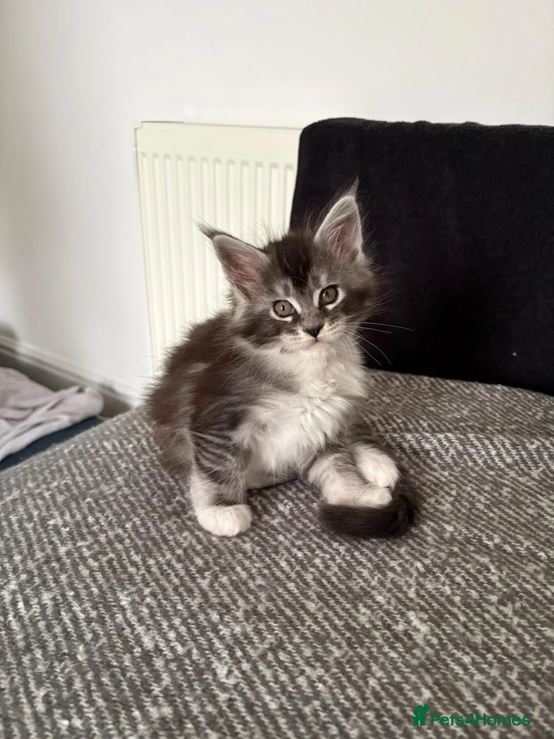 Maine Coon cats for sale: 3 beautiful GCCF reg kittens Blue black smoke in Leigh-on-Sea - Advert 1