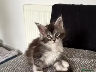 Maine Coon cats 3 beautiful GCCF reg kittens Blue black smoke in Leigh-on-Sea - Advert 1