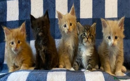 Maine Coon cats for sale: Beautiful Maine Coon Kitten - Champion Lines - Image 15