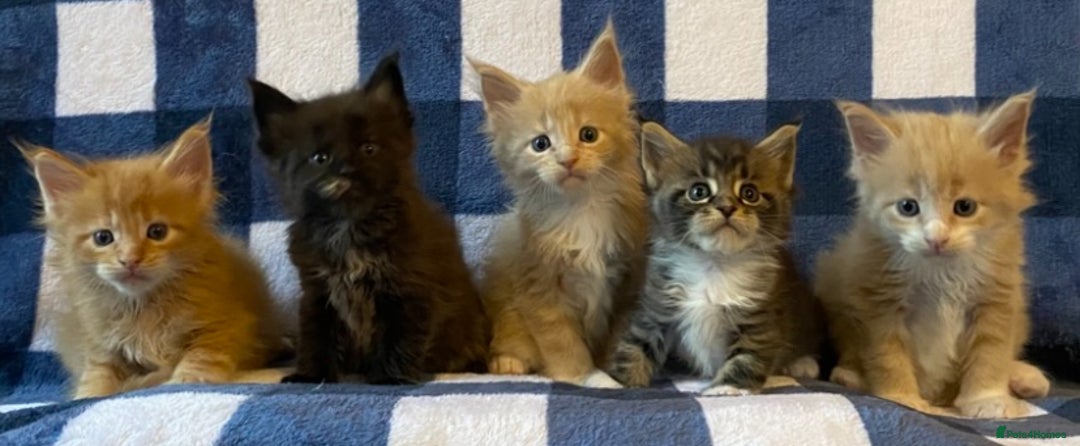 Maine Coon cats for sale: Beautiful Maine Coon Kitten - Champion Lines - Image 15