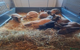 Mixed Breed rabbits for sale: Gorgeous litter of lop x bunnies  - Image 2
