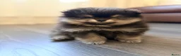 Pomeranian dogs for sale: 🌟 Luxury Pomeranian Puppies 🌟  - Advert 4