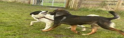 Mixed Breed dogs for adoption: Magpie - Norwich Norfolk  in Norwich - Advert 6