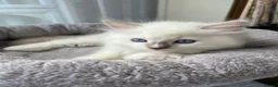 Ragdoll cats for sale: Beautiful Ragdoll Pedigree kittens - LAST BOY LEFT - Advert 9