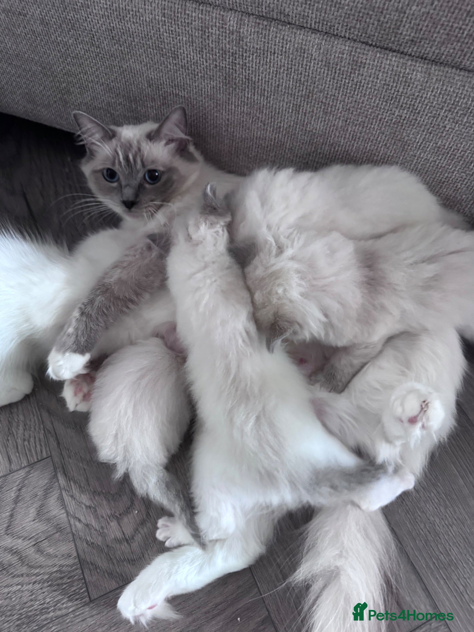 Ragdoll cats Stunning GCCF Registered Ragdoll Kitten - Advert 2