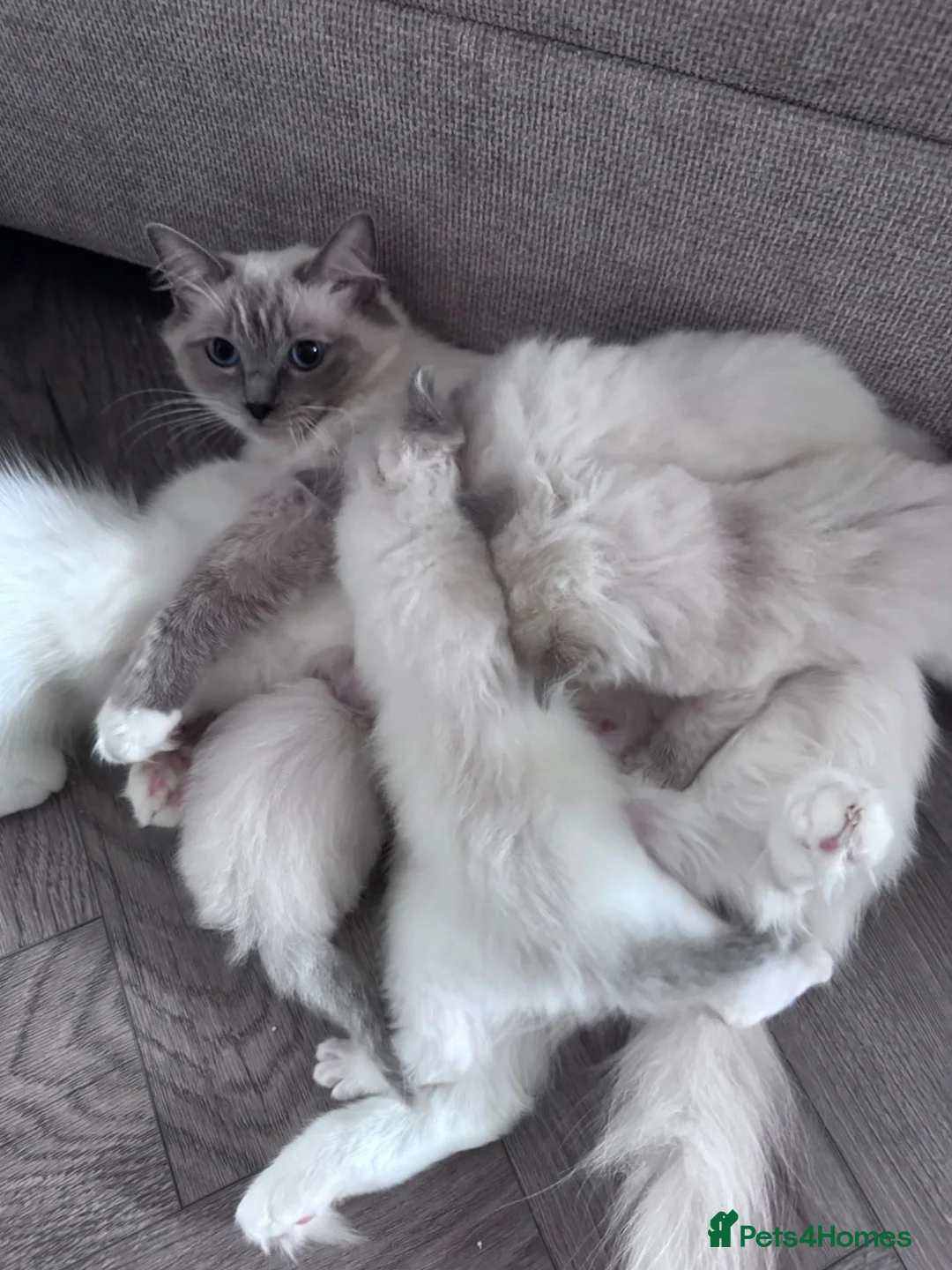 Ragdoll cats for sale: Stunning GCCF Registered Ragdoll Kitten - Advert 2