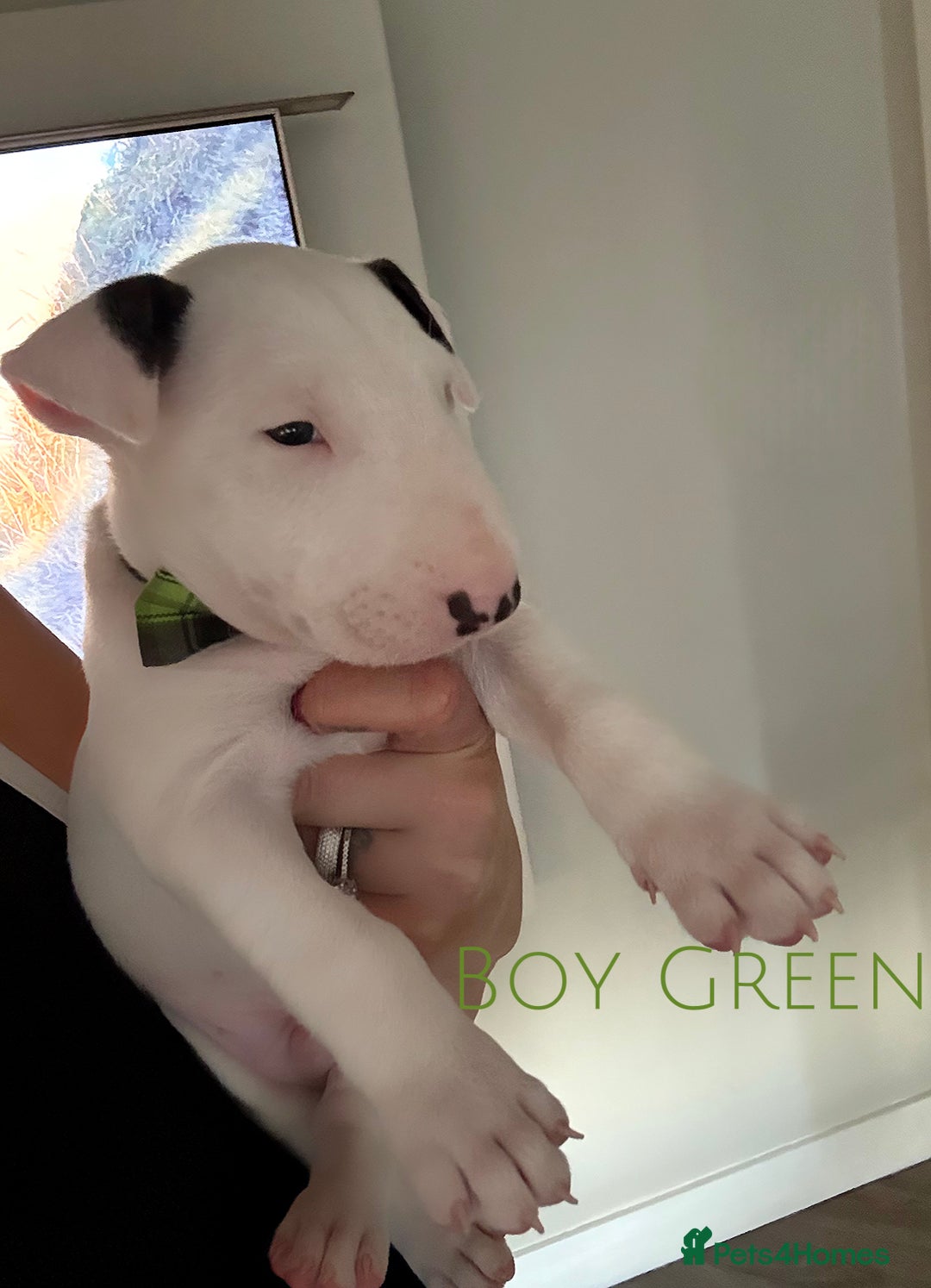 English Bull Terrier dogs for sale: ⭐️Ready Now ⭐️KC Champion EBT Pups ⭐️ - Advert 34