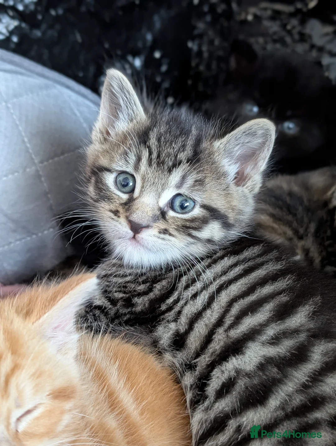 Mixed Breed cats for sale: Mixed kittens - Advert 2