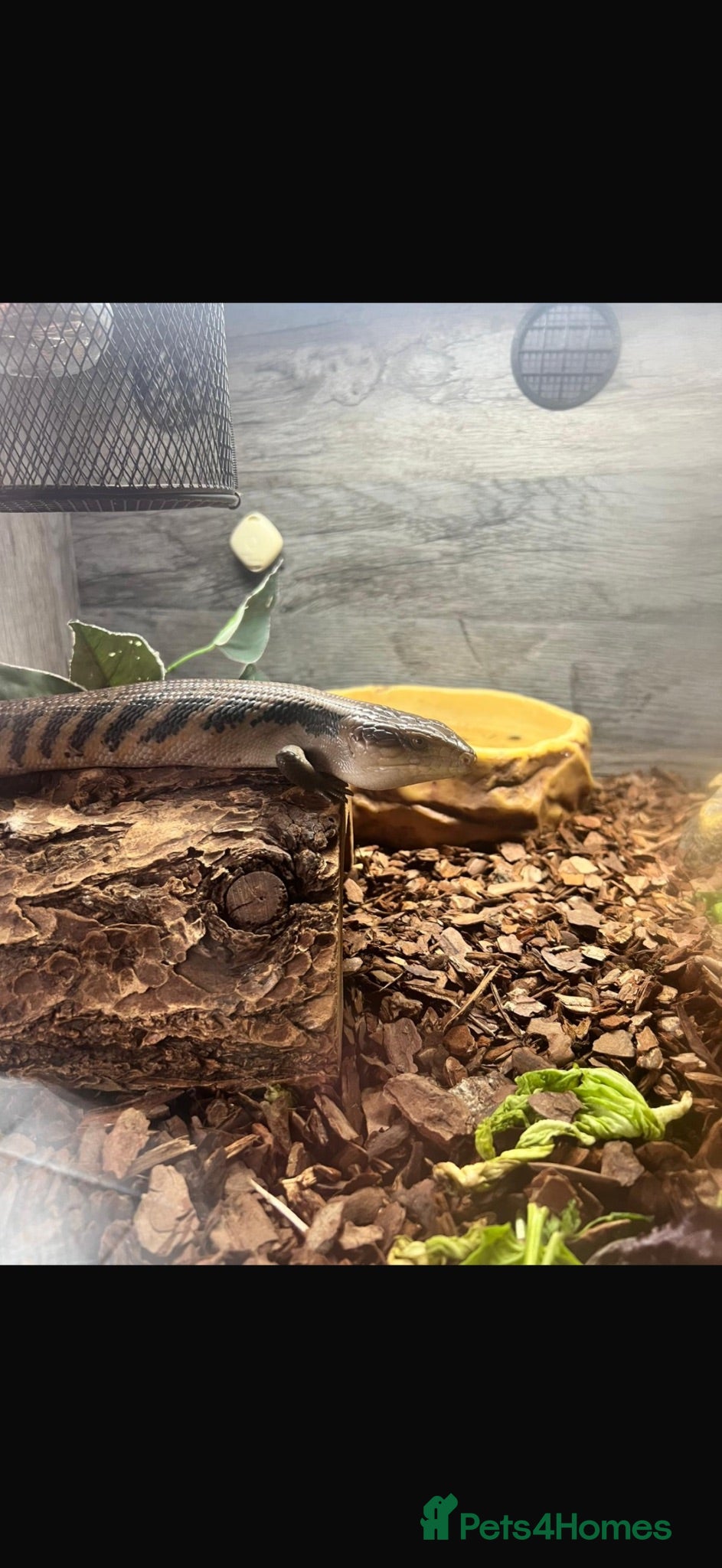 Skink reptiles Blue tongue skink for sale £200 ONO - Advert 11