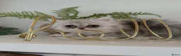 Persian cats for sale: Persian kittens  - Advert 14
