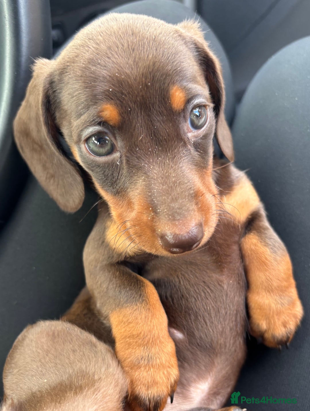 Miniature Dachshund dogs for sale: Miniature dachshunds - Image 37