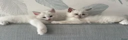 Ragdoll cats for sale: 3 Ragdoll kittens, two boys left - Advert 12