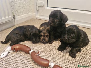 Mixed Breed dogs F1 schnoodles babies - Advert 6