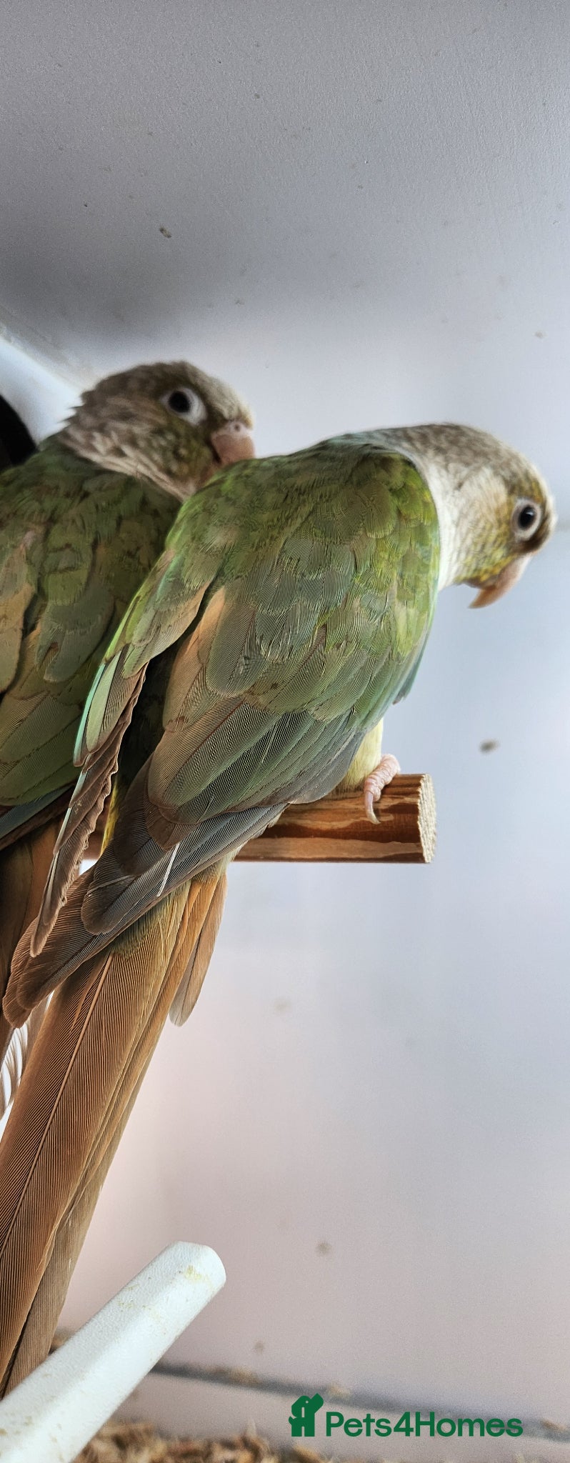 Mixed Breed birds Mixed Breed - Advert 2