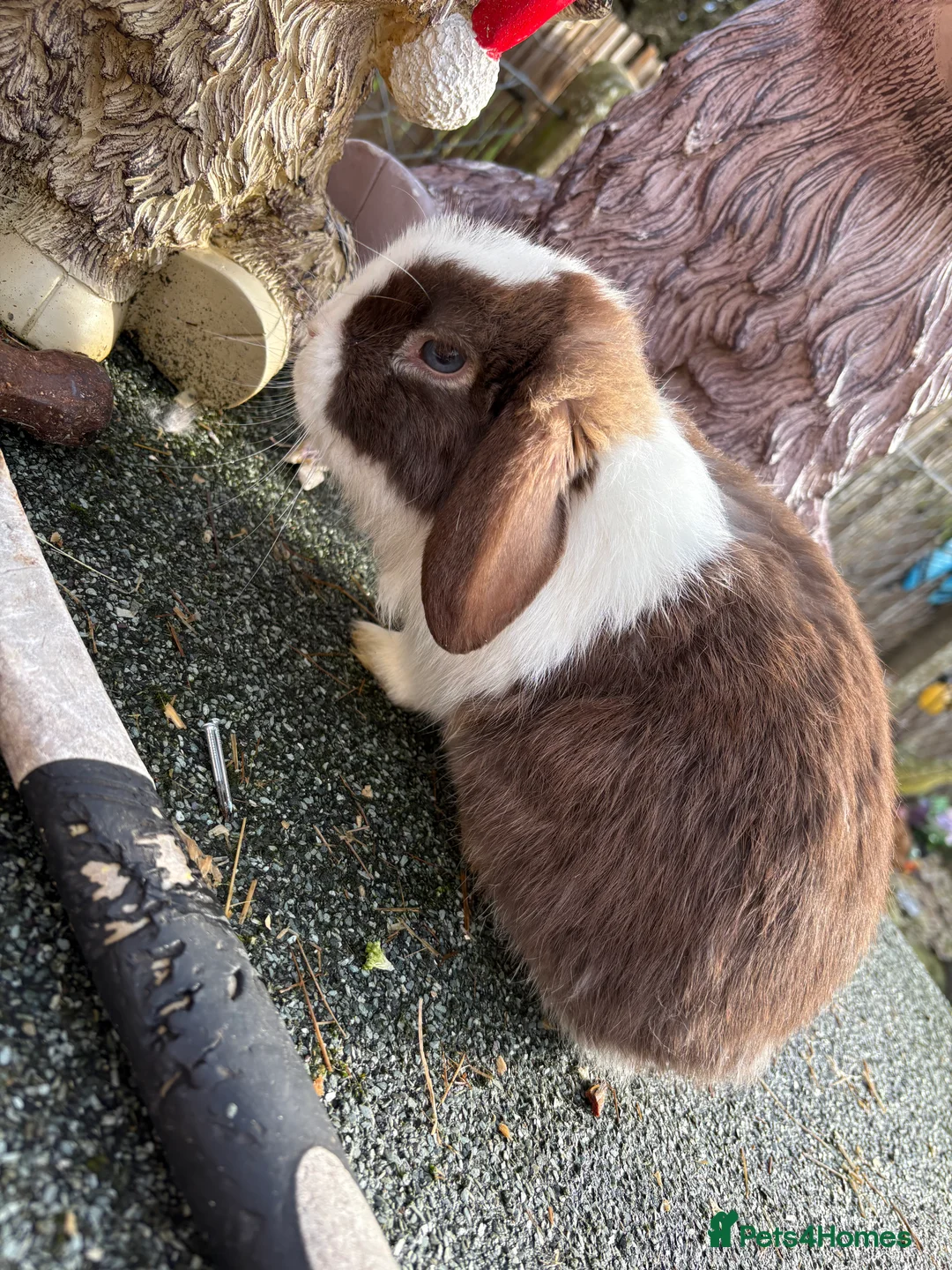 Mini Lop rabbits for sale: baby boy mini lops😍 - Advert 3