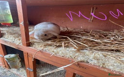 Mini Lop rabbits for sale: 2 beautiful baby girl bunnies  - Image 12