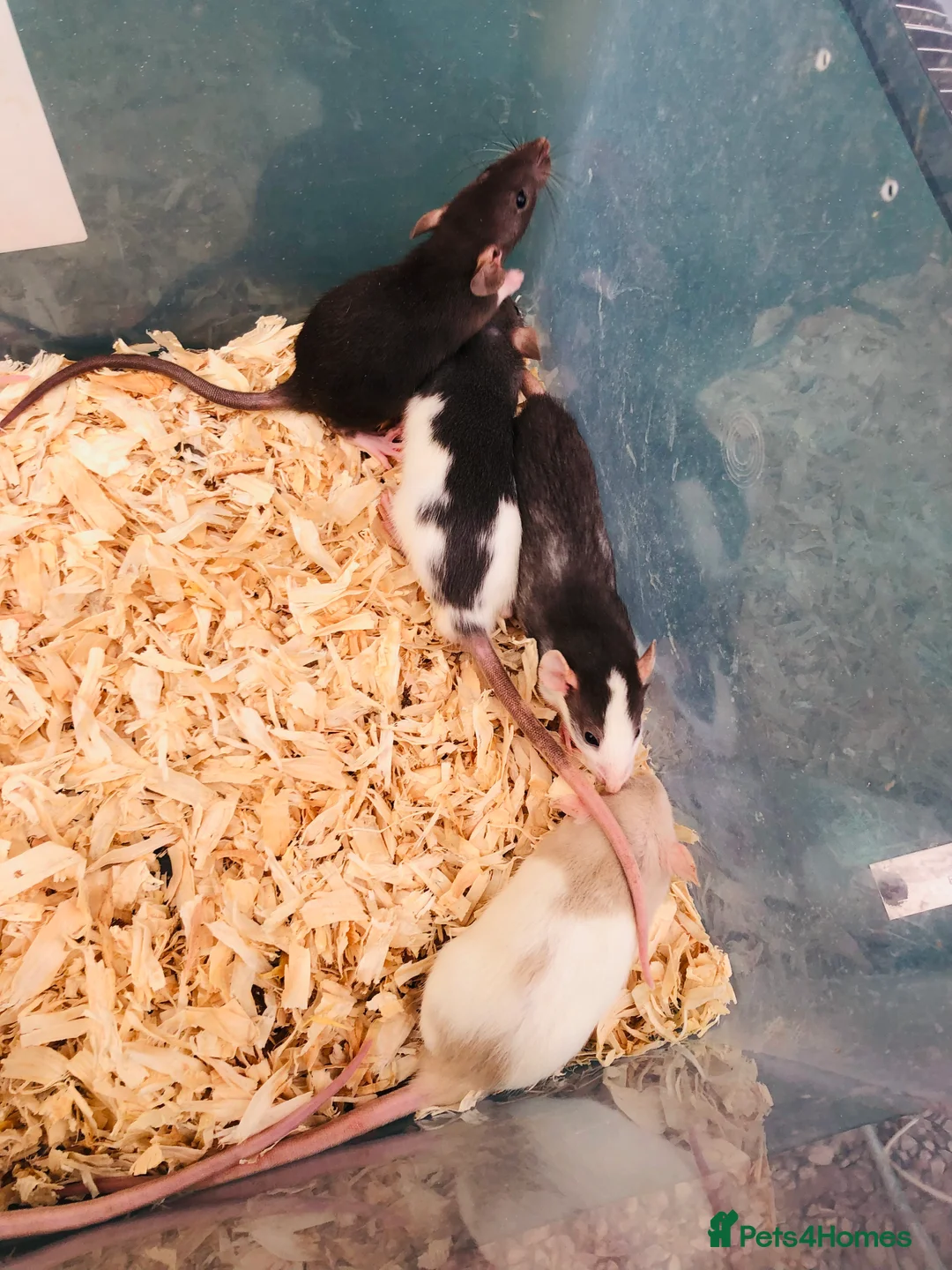 Rat rodents for sale: Rats for sale - Advert 2