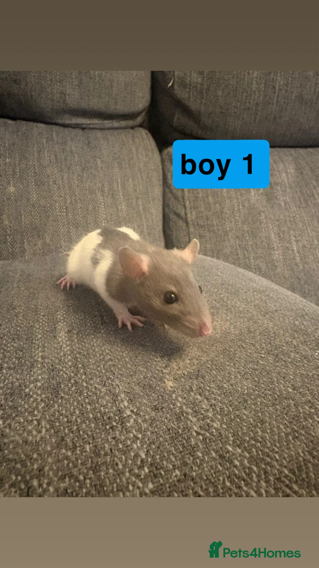 Rat rodents for sale: mixed rats in Daventry - Advert 1