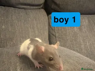 Rat rodents mixed rats - Advert 17