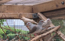 Finches birds for sale: ZEBRA FINCHES FOR SALE - Image 4