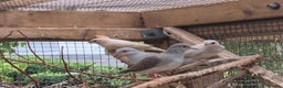 Finches birds for sale: ZEBRA FINCHES FOR SALE - Advert 4