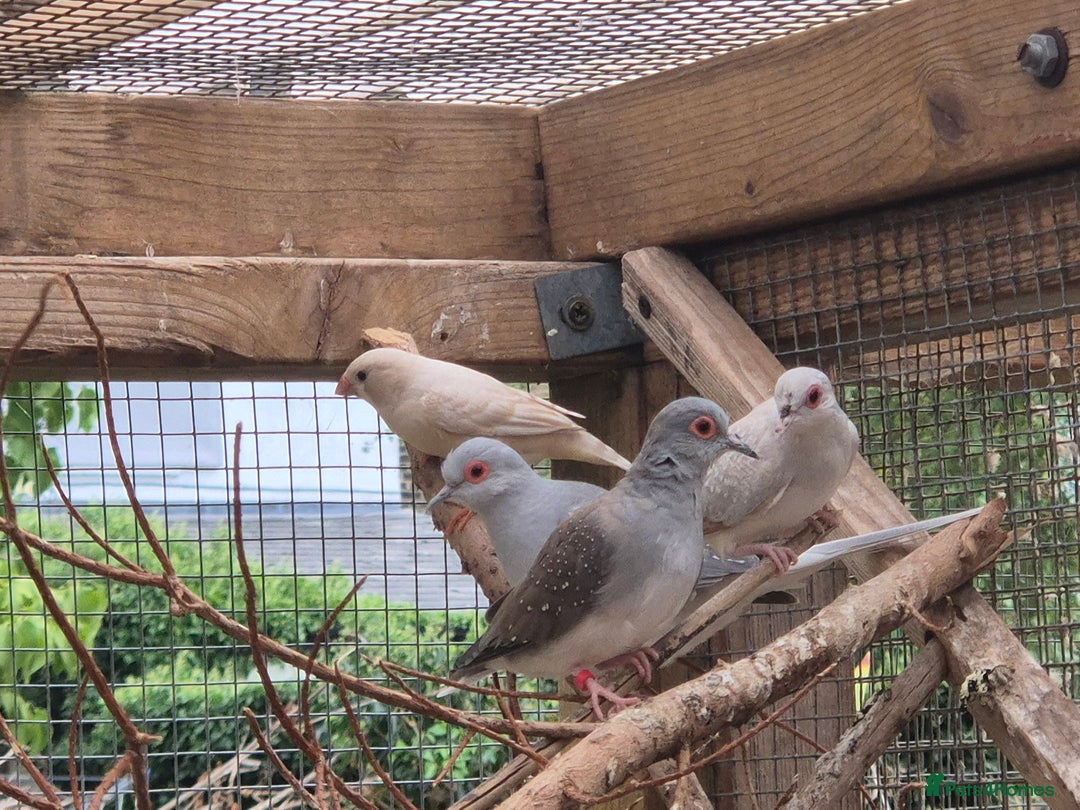 Finches birds for sale: ZEBRA FINCHES FOR SALE - Image 4