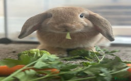 English Lop rabbits for sale: Bambino - Image 3