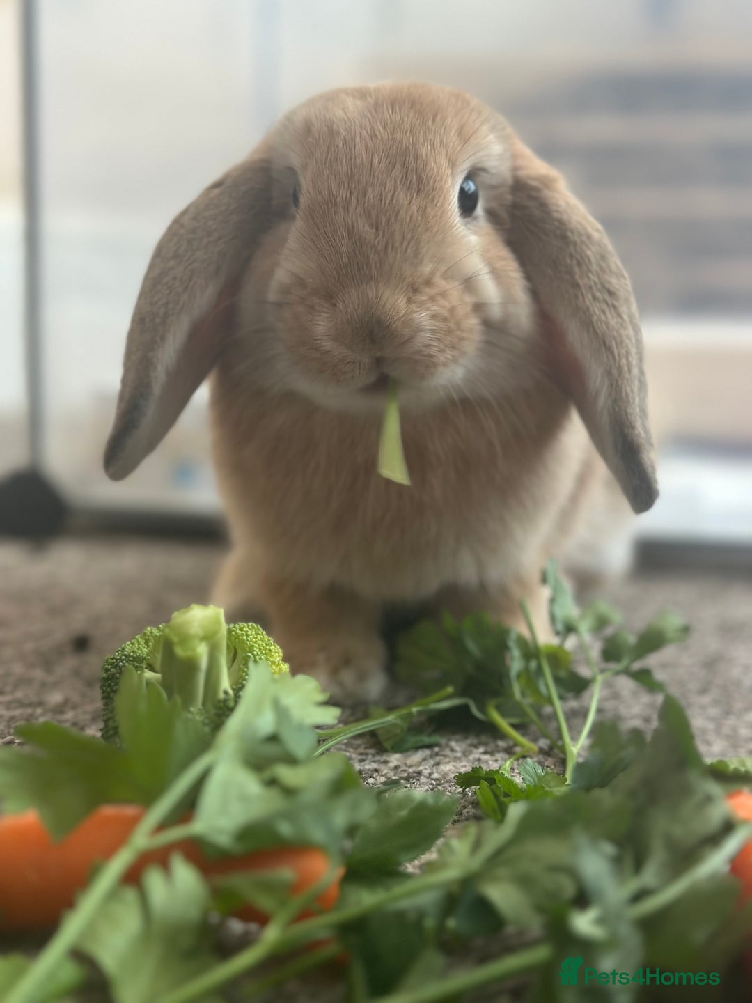 English Lop rabbits for sale: Bambino - Image 3