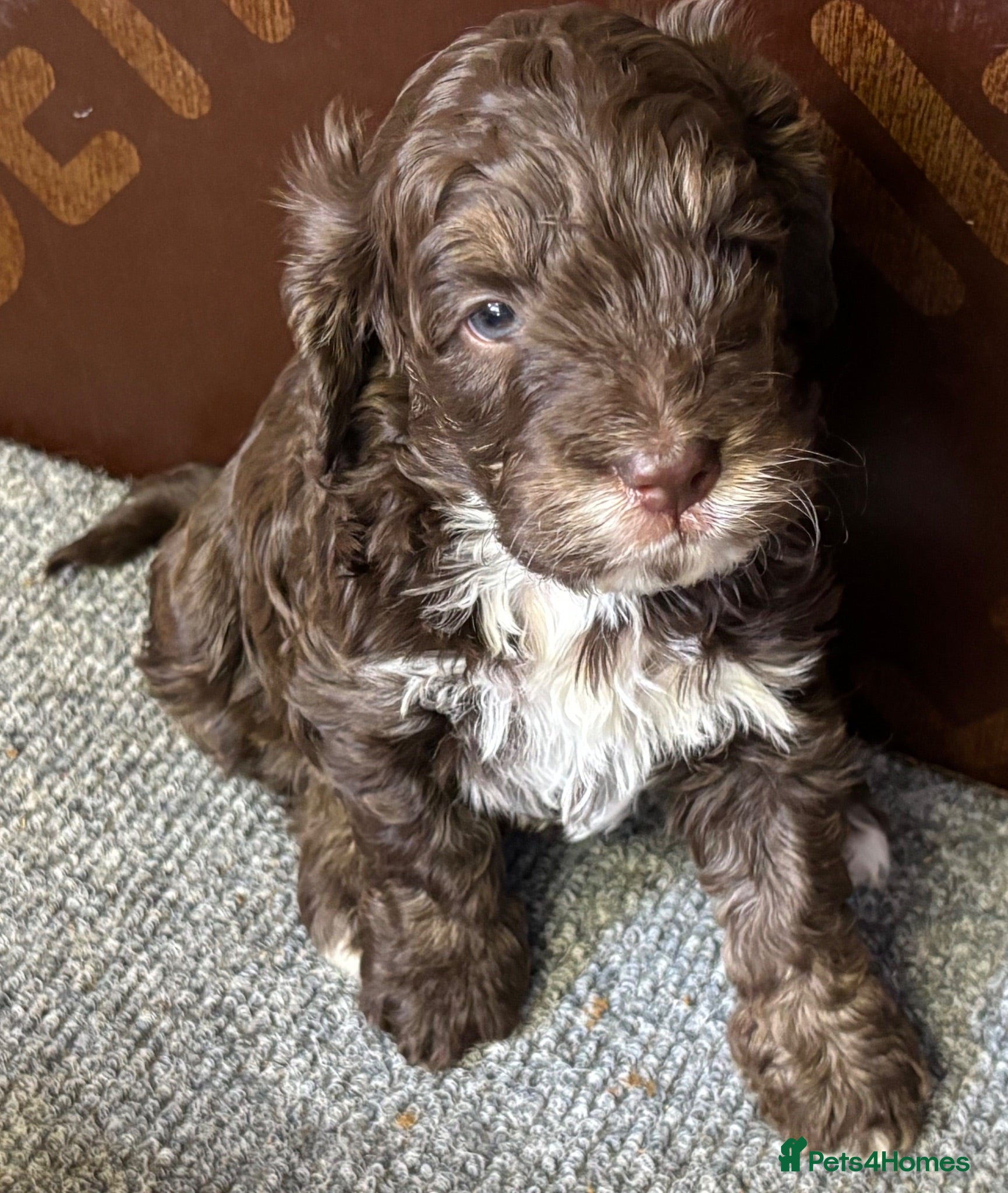 Cockapoo dogs F1 Cockapoo puppies - Advert 9