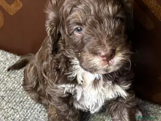 Cockapoo dogs F1 Cockapoo puppies - Advert 9