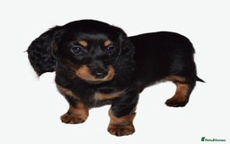 Miniature Dachshund dogs for sale: Gorgeous Longhair Miniature Dachshund Girls - Image 9