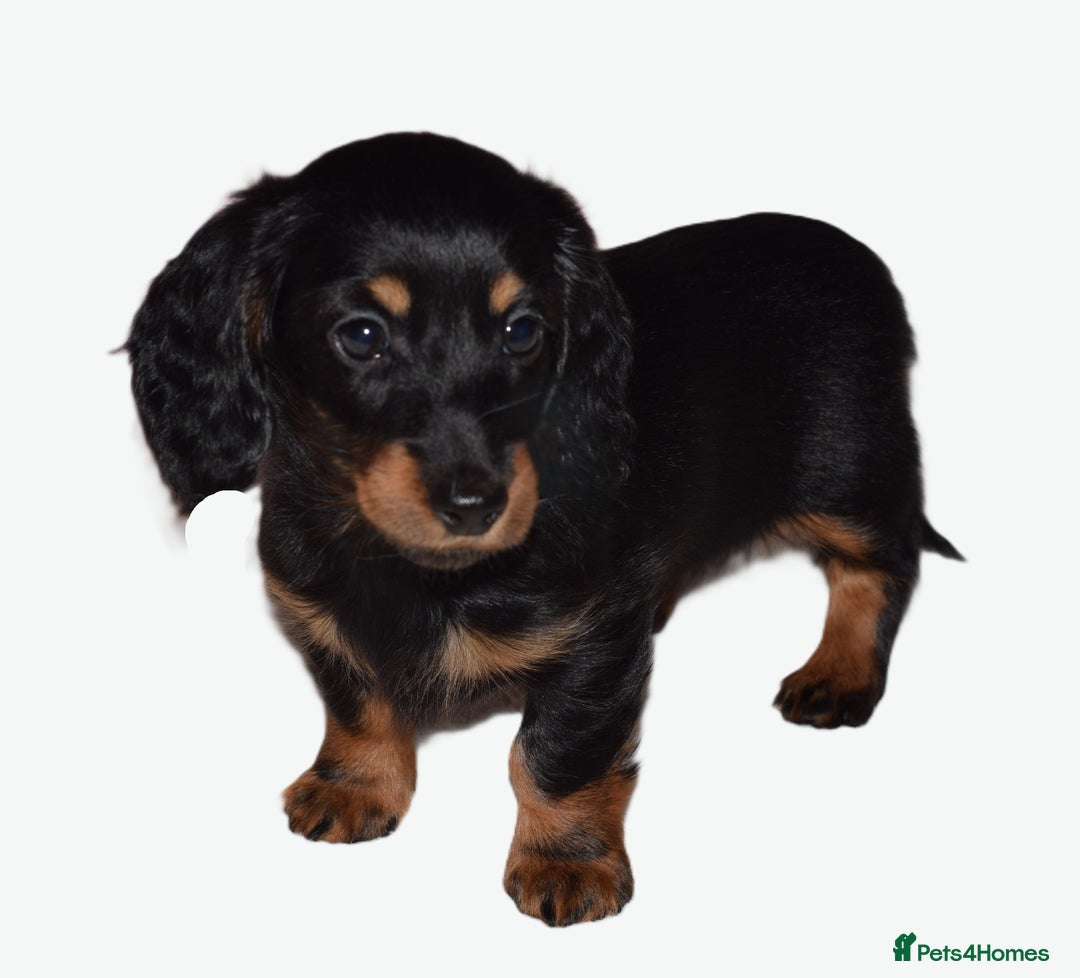 Miniature Dachshund dogs for sale: Gorgeous Longhair Miniature Dachshund Girls - Image 9