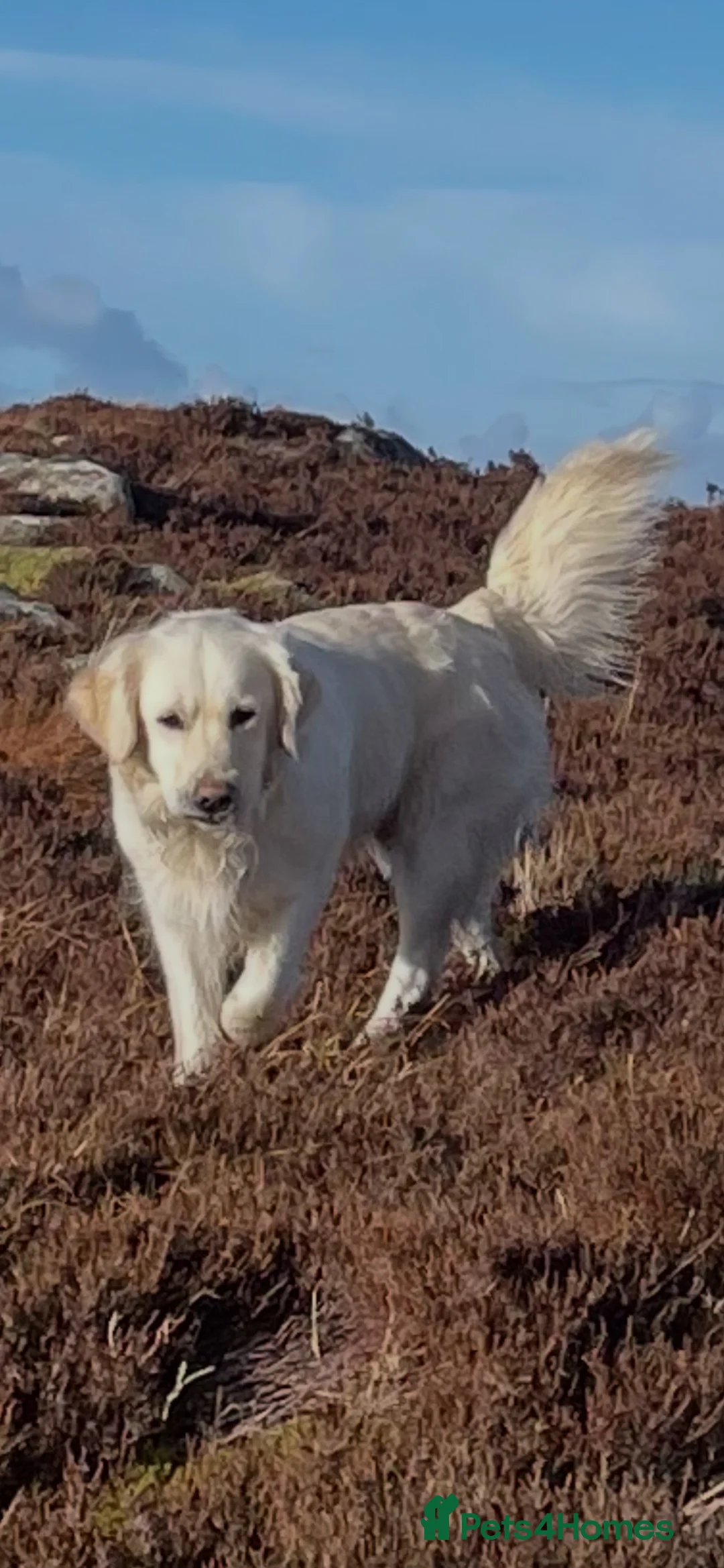 Mixed Breed dogs for sale: Retriever puppies for sale - Advert 20