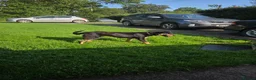Mixed Breed dogs for sale: Kelpie x collie bitch  - Advert 2