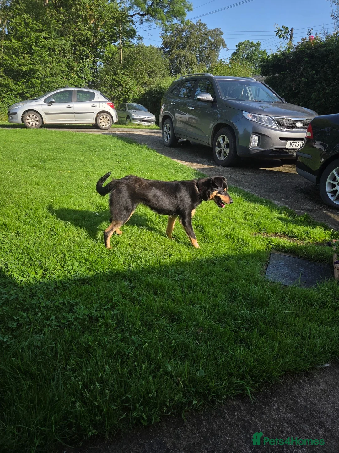 Mixed Breed dogs for sale: Kelpie x collie bitch  - Advert 2