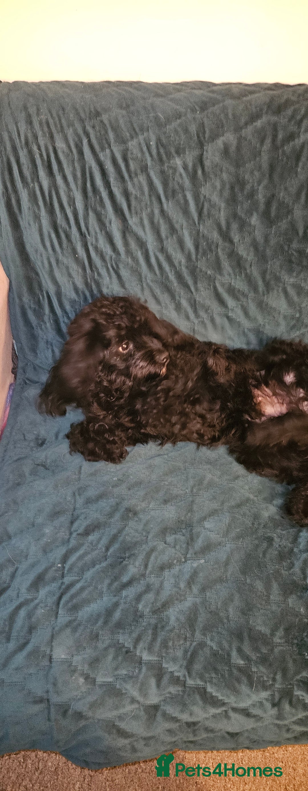 Cockapoo dogs for sale: Very sad sale of my Cockapoo - Image 4