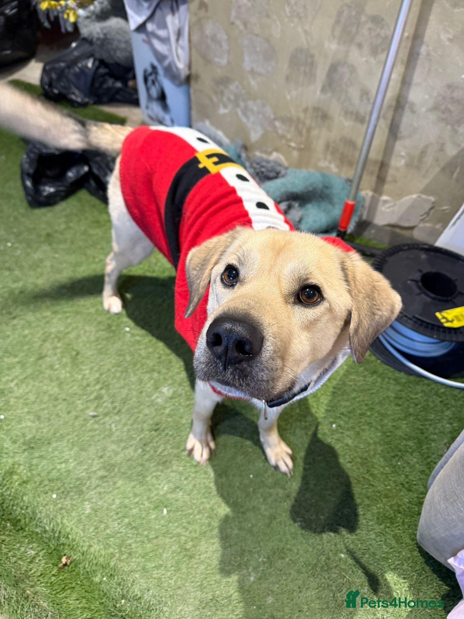 Mixed Breed dogs 💙RUFUS💙- Young, Misunderstood, Fading In Kennels - Advert 17