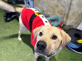 Mixed Breed dogs πRUFUSπ- Young, Misunderstood, Fading In Kennels - Advert 17