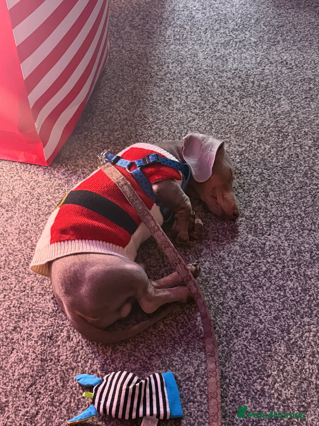 Miniature Dachshund dogs for sale: 7 month old miniature dachshund  - Advert 2