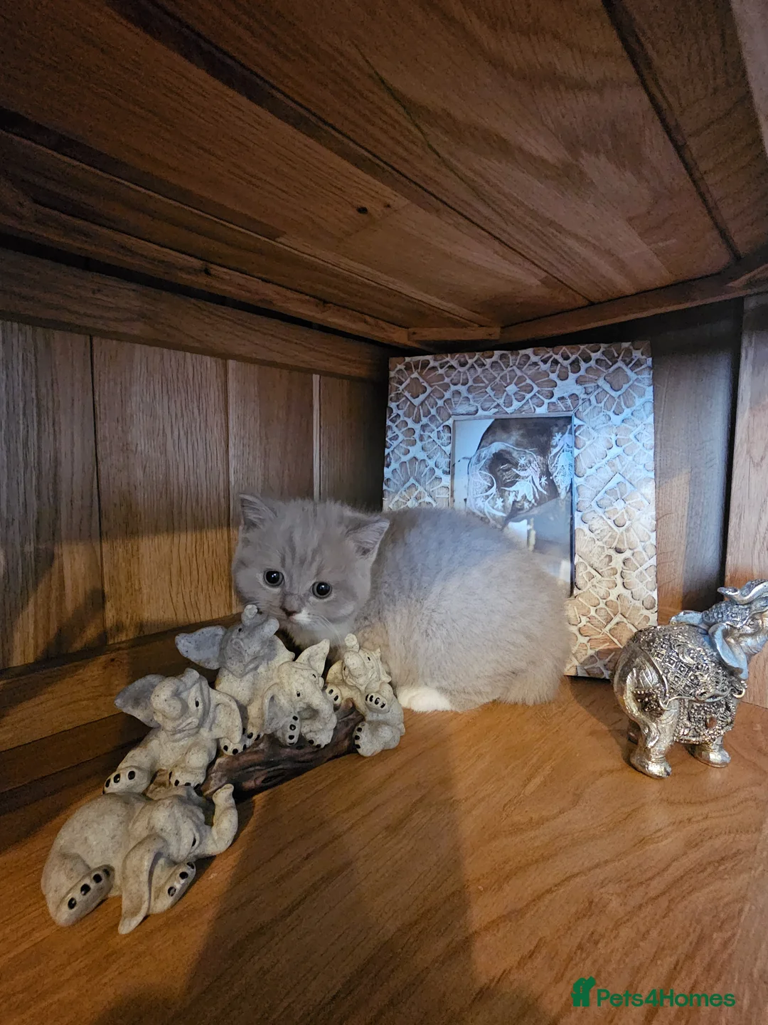 British Shorthair cats for sale: British shorthair kittens  - Advert 10