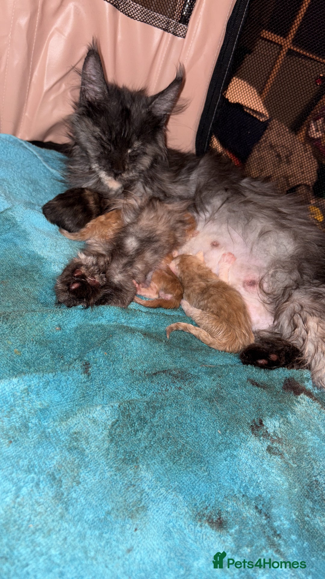 Maine Coon cats for sale: Stunning pedigree mc kitten girl - Image 13