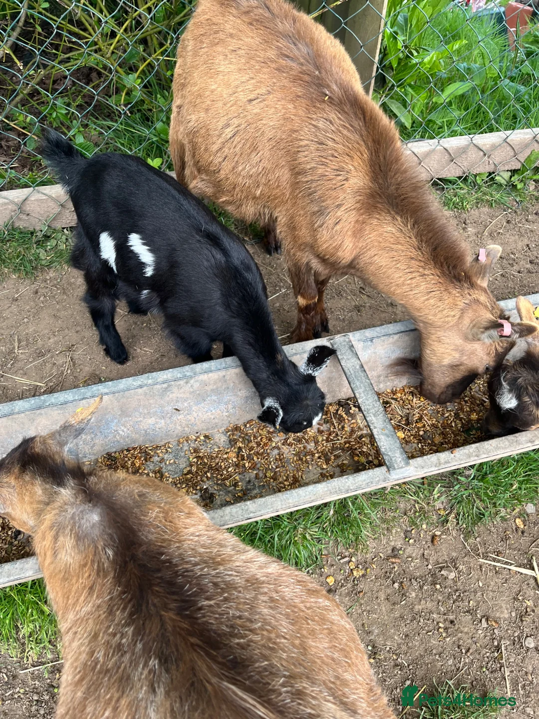 Goats livestock for sale: Pygmy X Female & Wether - Advert 14