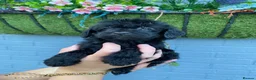 Cockapoo dogs for sale: F1 miniature cockapoo puppies  - Advert 6