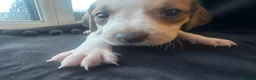 Mixed Breed dogs for sale: Mixed breed puppies in Rowley Regis - Advert 4