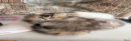 Scottish Fold cats for sale: Scottish Straight Longhair kittens - Advert 7